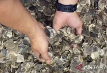 Pangolin Scale Smuggling Case Highlights Biodiversity Threats