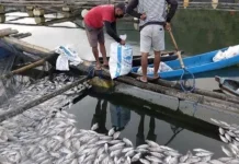 Mass Fish Deaths Hit Lake Batur Amid Sulfur Emission