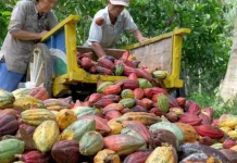 Indonesia Solidifies Role in Global Cocoa Processing