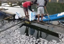 Natural Upwelling Causes Mass Fish Die-Off in Bali's Lake Batur