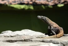 Surabaya Zoo Mismanagement Sparks Animal Welfare Concerns