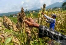 Energy Expert Urges Sorghum-Based Bioethanol to Safeguard Food Security