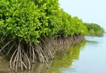 Indonesia’s Blue Economy Policy Targets Sustainable Growth