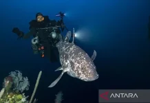 Discovery of 18 Coelacanths Strengthens Marine Sanctuary Push in North Sulawesi