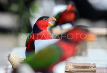 Ministry of Forestry Uncovers Illegal Online Bird Trade in Jayapura