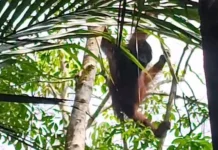 Orangutan Enters Private Land in South Kalimantan, Awaits Rescue