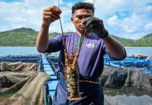 Coastal Community Help Build Self-Sustaining Lobster Feed Ecosystem in Batam