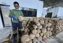 Central Sulawesi Durian Association Expands China Export Partnership