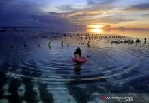Seaweed Farming to Boost Coastal Economies in NTT