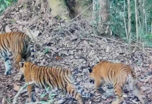 Two Sumatran Tiger Cubs Reach Juvenile Stage in Kerinci Seblat