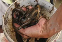 Rice-Field Eels From South Kalimantan Enter China Market