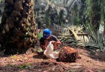 Indonesia’s Palm Oil Sector Expands Beyond Raw Exports