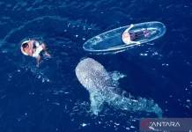 Botubarani Whale Shark Site Becomes Gorontalo’s Top Marine Tourism Draw