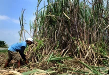 Indonesia Targets Sugar Self‑Sufficiency with Plantation Obligation