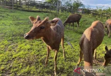 East Kalimantan Enhances Sambar Deer Breeding for Conservation