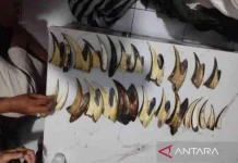 Illegal Wildlife Trader Arrested in Padang with Pangolin Scales, Hornbill Beaks