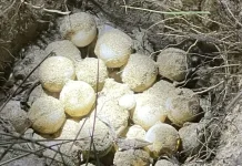 Offline App Enables Turtle Monitoring in NTT’s Outermost, Disadvantaged Areas