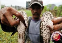 South Kalimantan Pushes Snakehead Fish Farming for Industry Growth