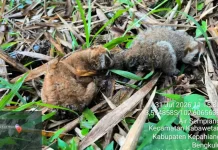 Bengkulu BKSDA Releases Two Slow Lorises at Bukit Kaba Nature Park