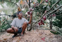 Jembrana’s Sustainable Cocoa Gains Global Recognition