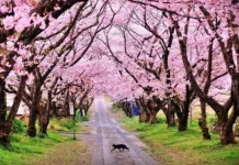 Cherry Blossom Season Offers Captivating Views at Cibodas Botanical Garden