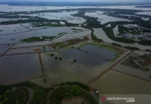 Community Groups Drive Mangrove Revival in East Kalimantan