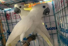 Maluku BKSDA and Locals Indigenous Return Two Cockatoos to Aru Forest