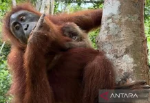 Sumatran Orangutan Birth Brings Hope for Aceh Conservation