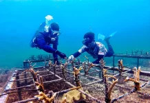 Pupuk Kaltim Restores 2.23 Hectares of Coral Reef in Bontang