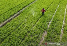 Rising NTP Signals Indonesia's Stronger Rural Economic Conditions