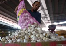 BRIN Partners with UGM to Develop Virus-Free Garlic Seeds to Cut Imports