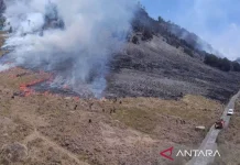 Bromo Forest Fire Prompts Access Closure and Safety Alert