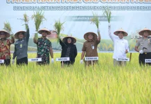Smart Farming Boosts Bungaraya Farmers’ Rice Productivity by 10 Percent