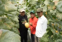Sleman Village Enterprise Boosts Premium Melon Cultivation on Idle Village Land