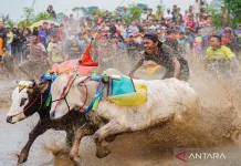 Kerapan Sapi Boosts Bangkalan Tourism and Madurese Heritage