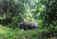 Veteran Sumatran Elephant Jovi Dies After Illness in Riau