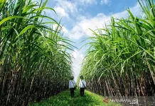Chinese Investors Eye Singkawang as Agricultural Research Hub