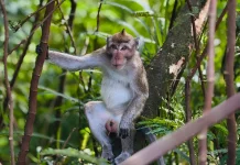 Animal Groups Condemn Indonesia’s Long-Tailed Macaque Export Revival (LIPUTAN)