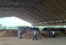 Cassava Production in Lampung Fuels National Food Security