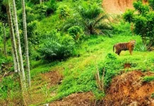 Forest Encroachment Drives Endangered Tiger Entering Village in East Aceh