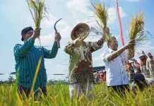 Bangunjiwo's Wiwitan Harvest Tradition Boosts Cultural Tourism