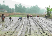 Bekasi Agriculture Agency Adopts Modern Farming to Improve Farmers’ Welfare