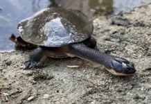 Rote Turtle Conservation Gets Boost from UGM Students