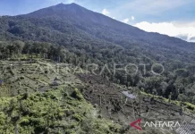 Kerinci Seblat Launches Greenline Reforestation at Mount Kerinci