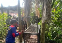 Sun Bear Incident Prompts Wildlife Rescue Response in Riau