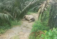 Sumatran Elephant Death Highlights Extinction Threat in Aceh