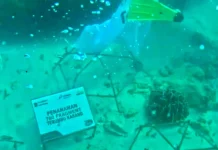 Hundreds Coral Seedlings Planted in Bengkulu's Water
