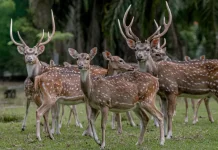 Plaju Oil Refinery Strengthens Biodiversity Conservation in South Sumatra