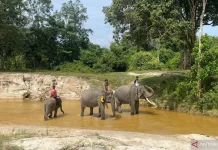 Domang the Elephant Boosts Action for Indonesia's Endangered Species