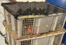 Police Seize 98 Undocumented Songbirds at Bakauheni Port